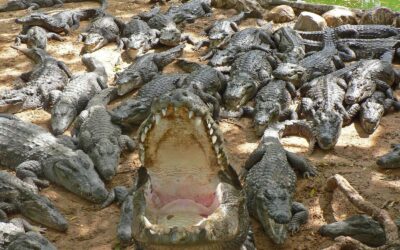 Drain The Swamp – Pro-Life Legislative Update February 22, 2016
