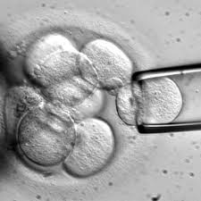 Embryo Experiments Gone Wild