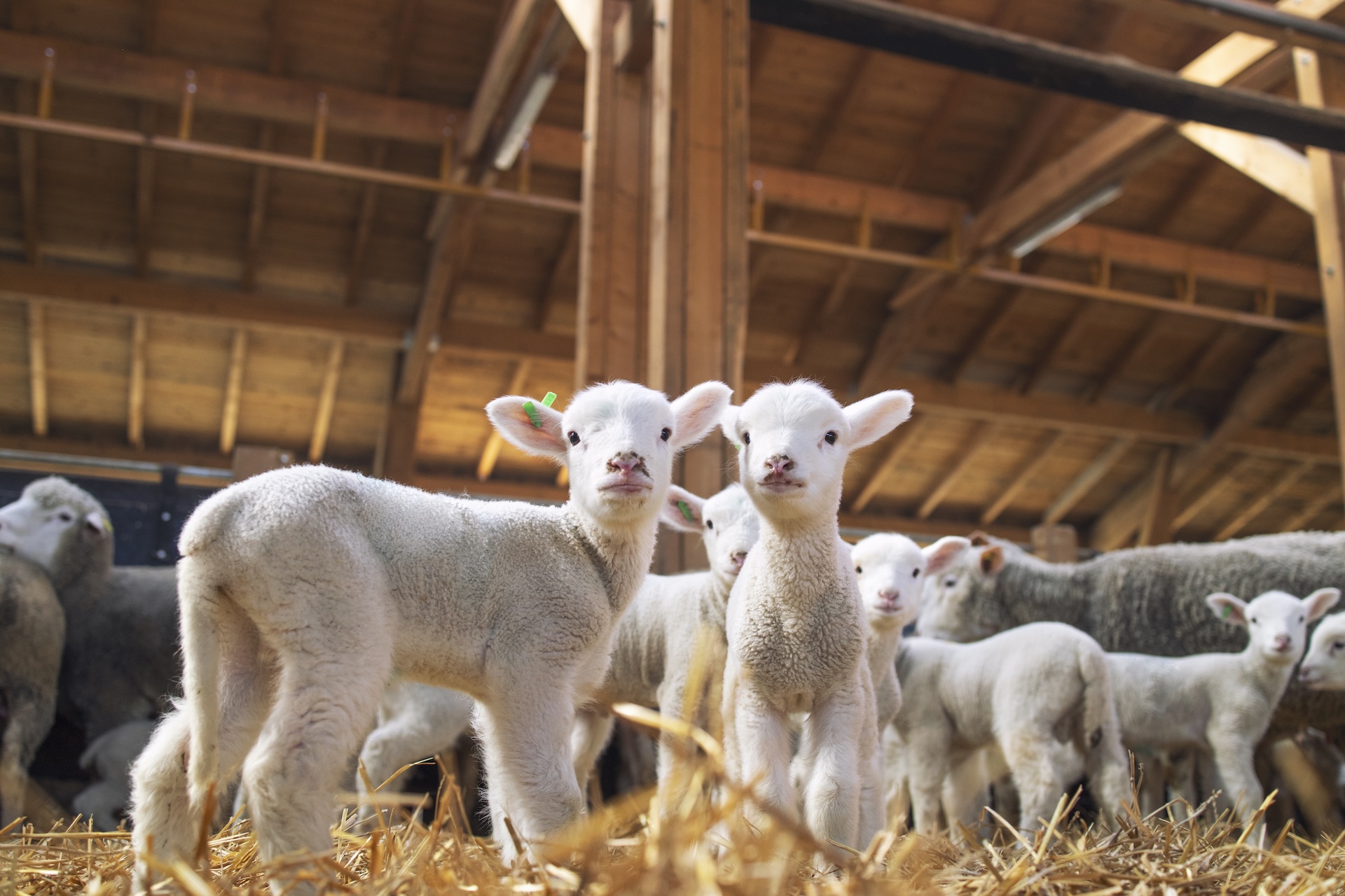 Lambs looking at camera in the wooden barn.